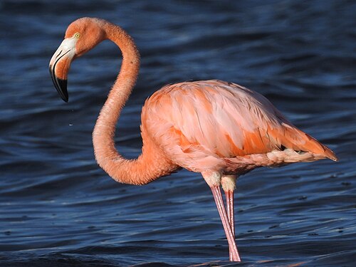 American Flamingo
